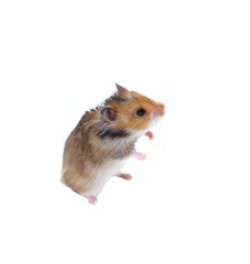 Brown Syrian hamster stands on his hind legs isolated