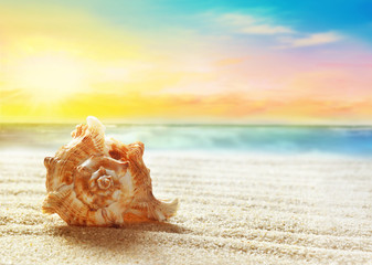 Seashell on the summer beach