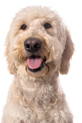 Smiling Goldendoodle