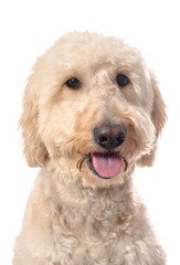 Smiling Goldendoodle