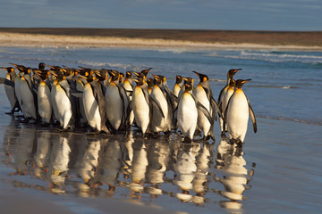 Large group of King Penguins (Aptenodytes patagonicus) standing on the beach in the early morning...
