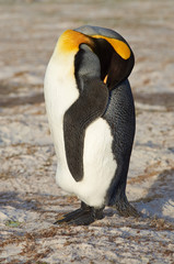 King Penguin (Aptenodytes patagonicus) resting by standing with its head resting on its flank at Volunteer Point in the Falkland Islands. 