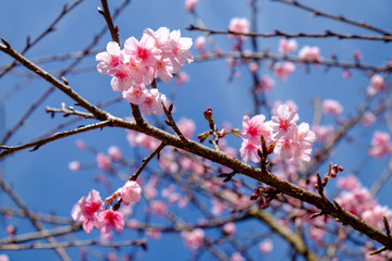 Beautiful pink flower blossom