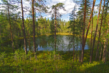 Small forest lake.