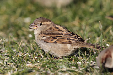 Fototapeta premium Haussperling (Passer domesticus)