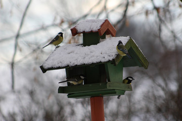 Winter feeding of birds