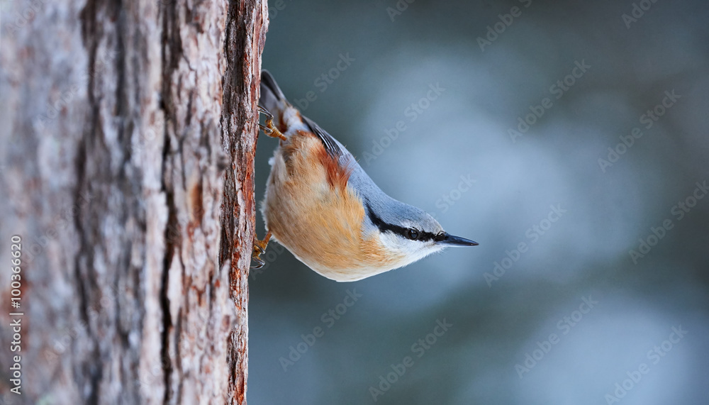 Poster Nuthatch perched on a trunk