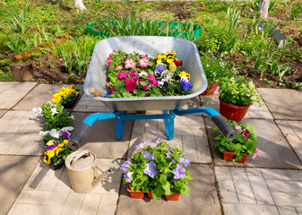 wheelbarrow with potted flowers and garden tools