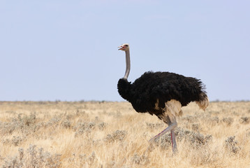 Autruche mâle photographiée en Namibie