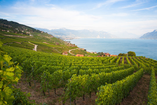 Vineyards of the Lavaux region,Switzerland