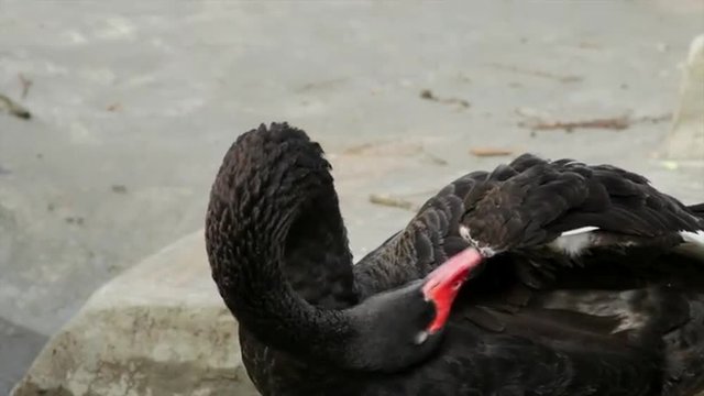 Head, neck and back of Australian black swan, preening his wing on gray background. Majestic Cygnus atratus, very beautiful swimming bird with red and white beak and red eyes in full HD footage.
