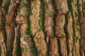 bark of tree