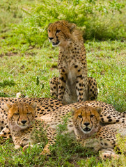 Three cheetahs in the savannah. Kenya. Tanzania. Africa. National Park. Serengeti. Maasai Mara. An excellent illustration.