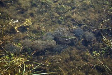 Frog eggs in the water.
