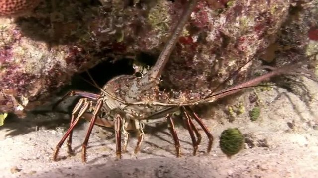 Spiny Lobster Walking on Coral Reef in search of food. Amazing, beautiful underwater world Bahamas and the life of its inhabitants, creatures and diving, travels with them. 