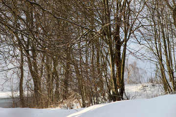 oak trees without leaves in winter