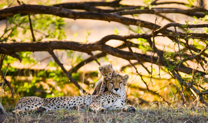 Mother cheetah and her cub in the savannah. Kenya. Tanzania. Africa. National Park. Serengeti. Maasai Mara.  - obrazy, fototapety, plakaty