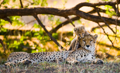 Mother cheetah and her cub in the savannah. Kenya. Tanzania. Africa. National Park. Serengeti. Maasai Mara. An excellent illustration. © gudkovandrey