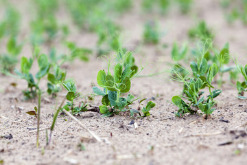 sprout green peas  