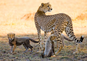 Mother cheetah and her cubs in the savannah. Kenya. Tanzania. Africa. National Park. Serengeti. Maasai Mara. An excellent illustration.