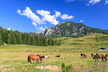 Fototapeta na wymiar Mountain landscape with grazing animals.