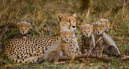 Mother cheetah and her cubs in the savannah. Kenya. Tanzania. Africa. National Park. Serengeti. Maasai Mara. An excellent illustration.