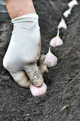 farmer planting garlic