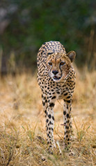 Obraz premium Cheetah in the savanna. Close-up. Kenya. Tanzania. Africa. National Park. Serengeti. Maasai Mara. An excellent illustration.