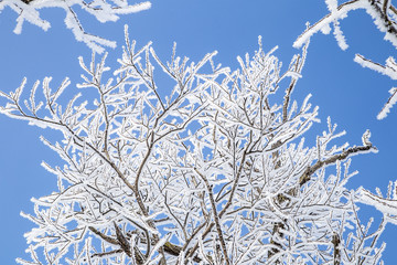 Frozen tree branches against blue sky