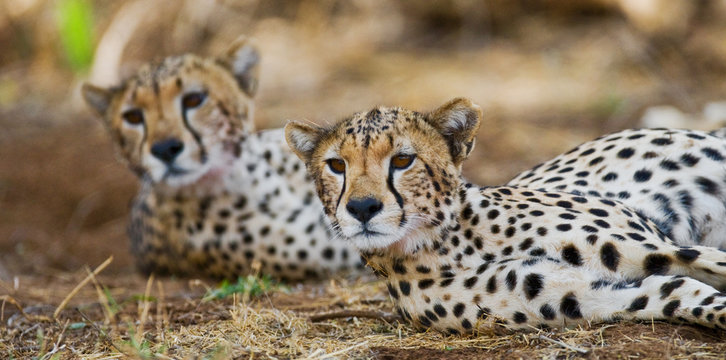Two cheetah lying in the savanna. Kenya. Tanzania. Africa. National Park. Serengeti. Maasai Mara. An excellent illustration.