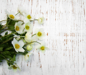 Spring Anemone flowers
