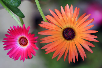 Mesembryanthemum his real sun providers