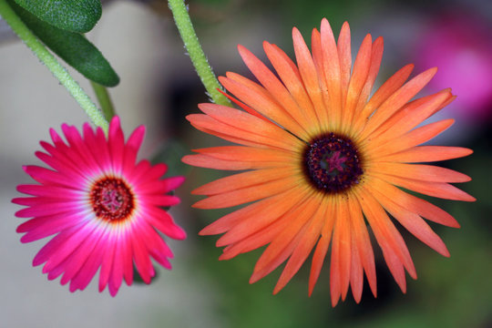 Mesembryanthemum his real sun providers