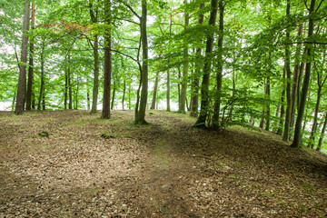 Fototapeta premium The landscape in the forest near the lake