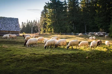 Crédence de cuisine en verre imprimé Moutons Troupeau de moutons paissant