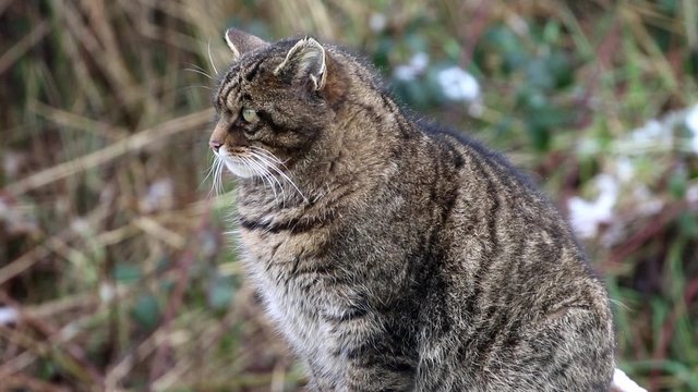 Scottish Wildcat in Snow