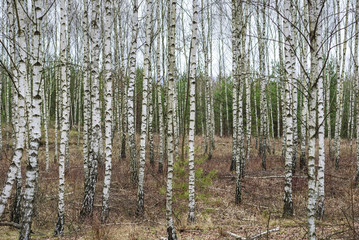 Birch forest