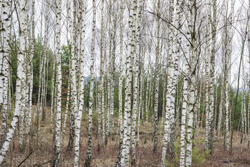 Birch forest