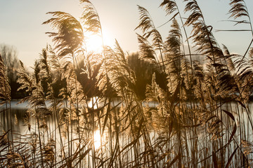 Reeds in the golden hour