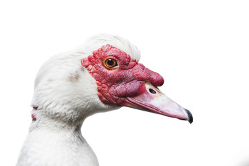 Muscovy duck - [Cairina moschata] isolated on the white backgrou