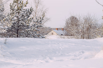 frosty winter landscape in snowy forest