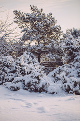 frosty winter landscape in snowy forest