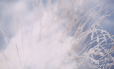 frosty winter landscape in snowy forest