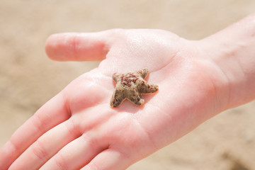 Starfish in hand