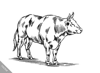 black and white engrave isolated cow
