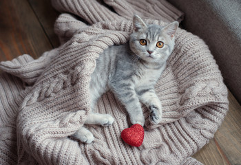 kitten with heart in on Valentine's Day