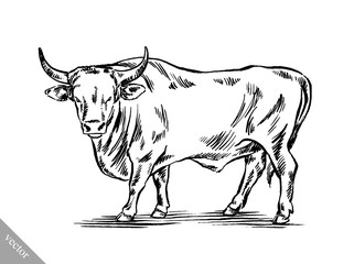 black and white engrave isolated cow