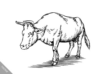 black and white engrave isolated cow