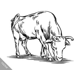 black and white engrave isolated cow