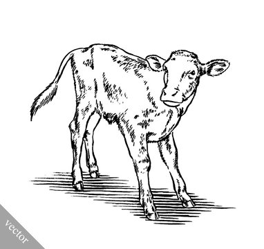 black and white engrave isolated cow